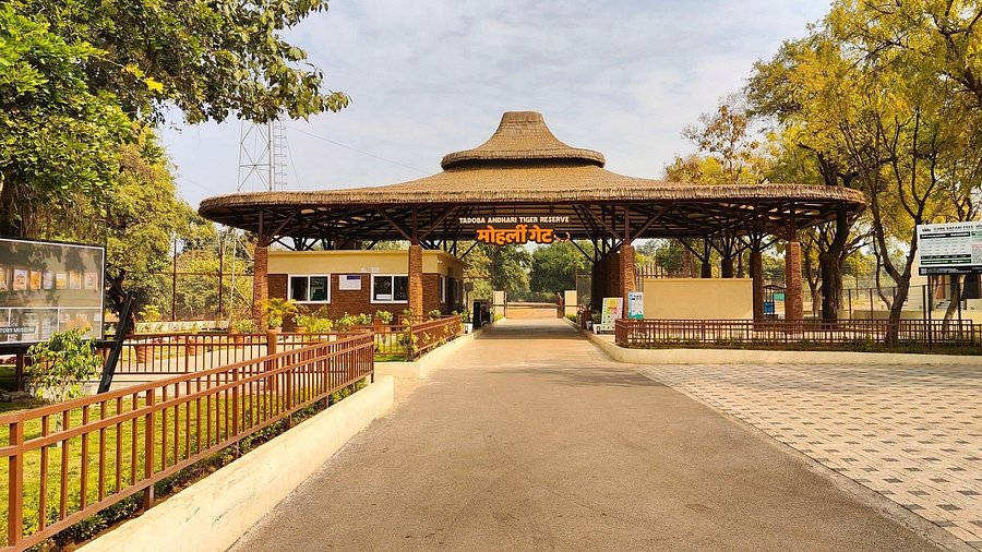 Nagpur_Vidarbha's tweet photo. #Chandrapur #TigerRegion #Wildlife #EcoTourism
A fully Equipped "Rest House" will now be built at Every Tourist Entrance in the Tadoba-Andhari Tiger Reserve.
@InfoChandrapur
https://t.co/8x4hbuP411 https://t.co/gypOb1rnn8