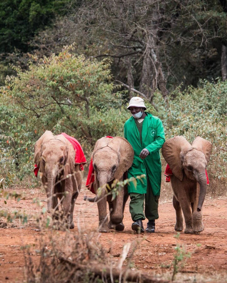 The Last thing I need is a white Man telling me that as Africans we dont know how to conserve wildlife. For how long have we existed with these animals before Mzungus came to discover our mountains and lakes? They talk about poaching but they dont tell you about the markets where