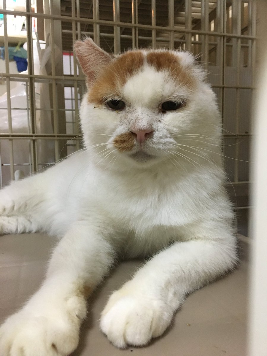 かわいいね。頑張ったんだね。偉い👏🏻