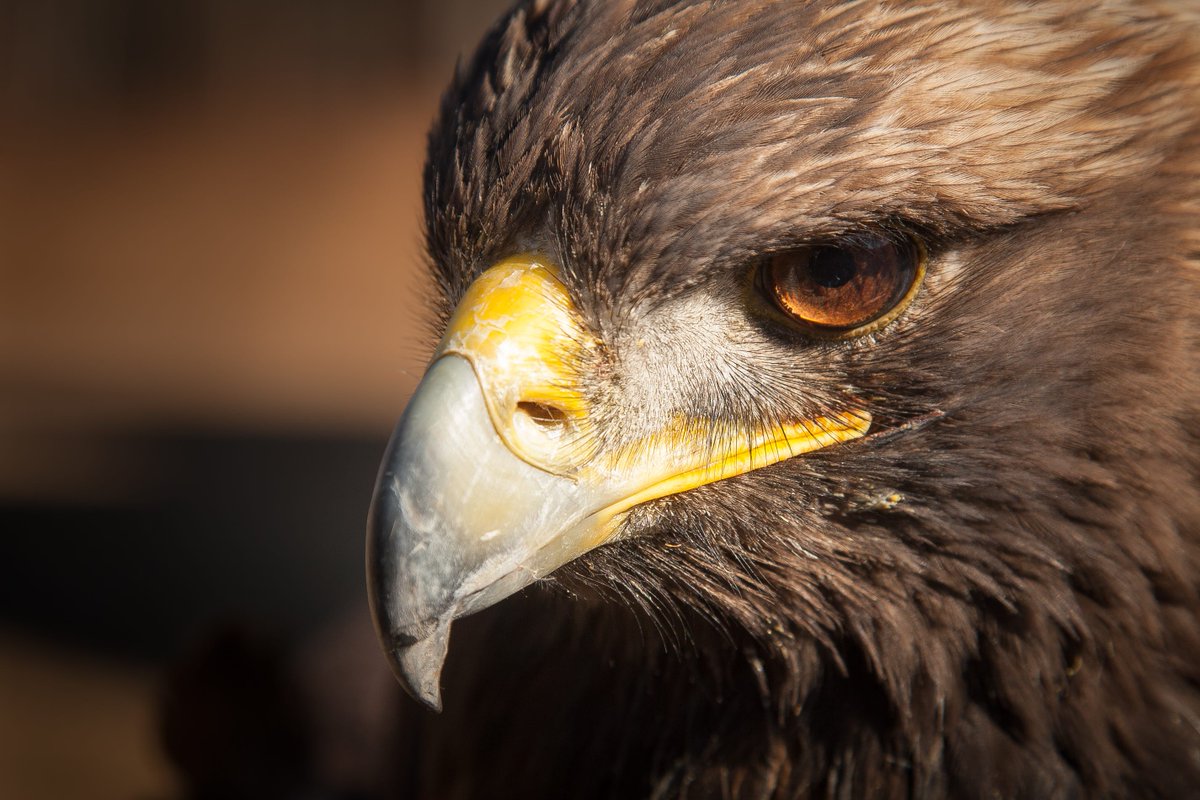 bthomasa's tweet image. The adar llwch gwin were huge birds in Welsh myth. Drudwas ap Tryffin owned a pair. Just before he dueled King Arthur, he ordered them to kill the first man to enter the battlefield. However, Drudwas accidentally entered first, so his birds tore him to pieces.
#LegendaryWednesday