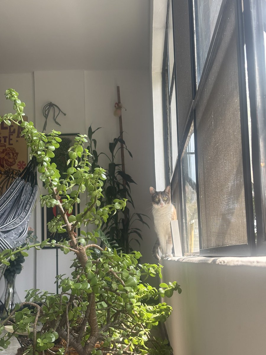 Ahí tratando de chupar sol