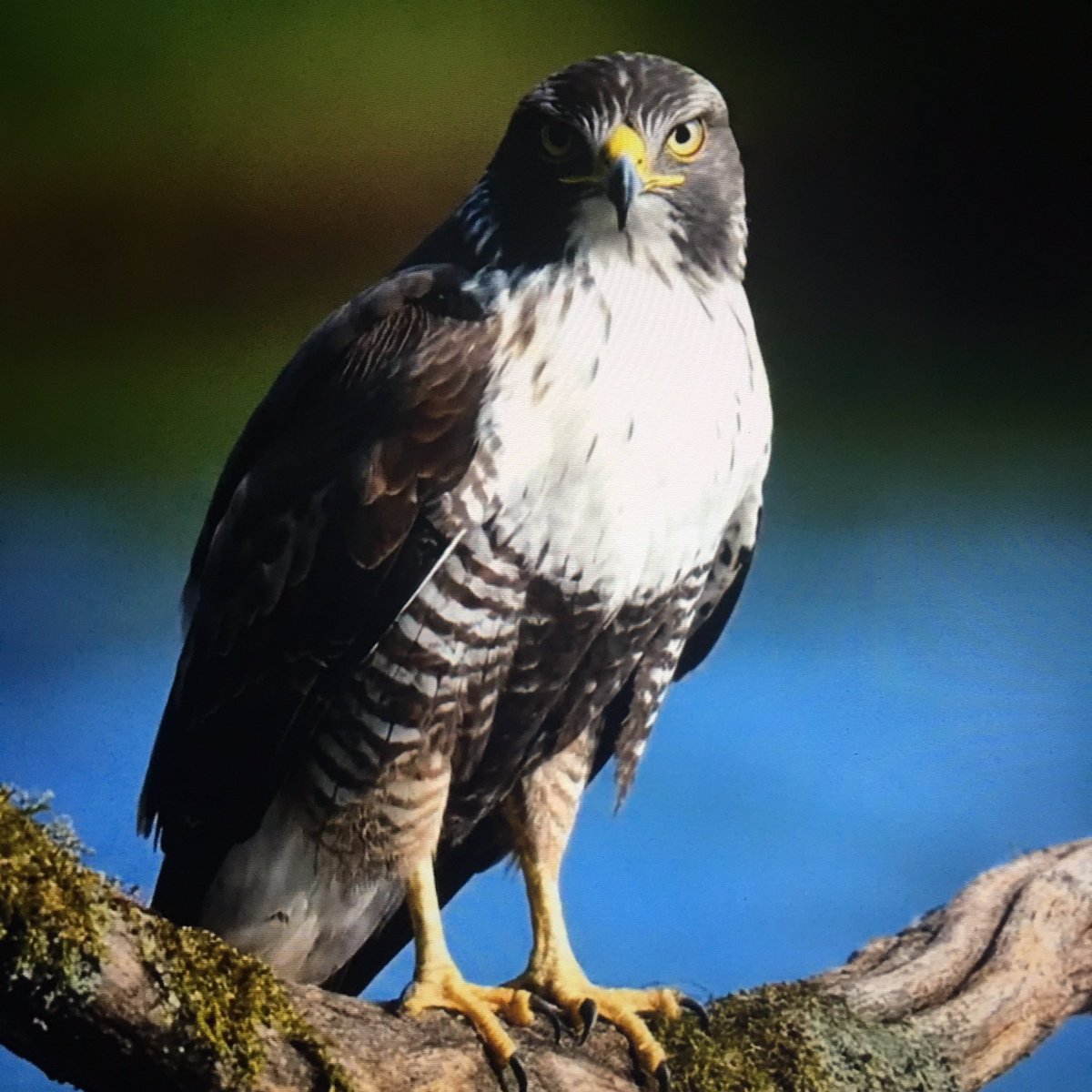 1mraught's tweet image. 