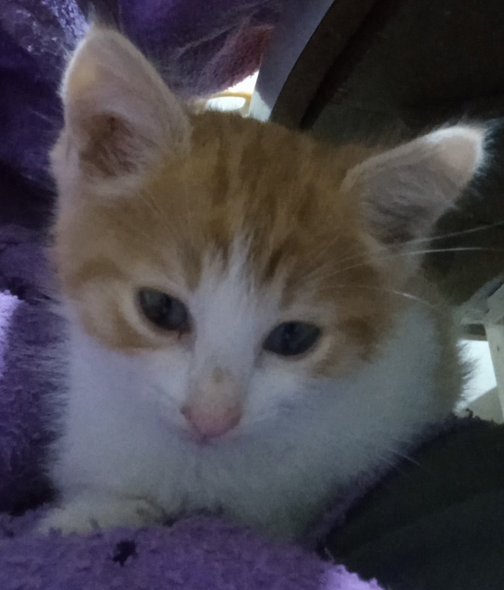 Bona nit amigues i amics 😽💖🍀🌸🐾💤