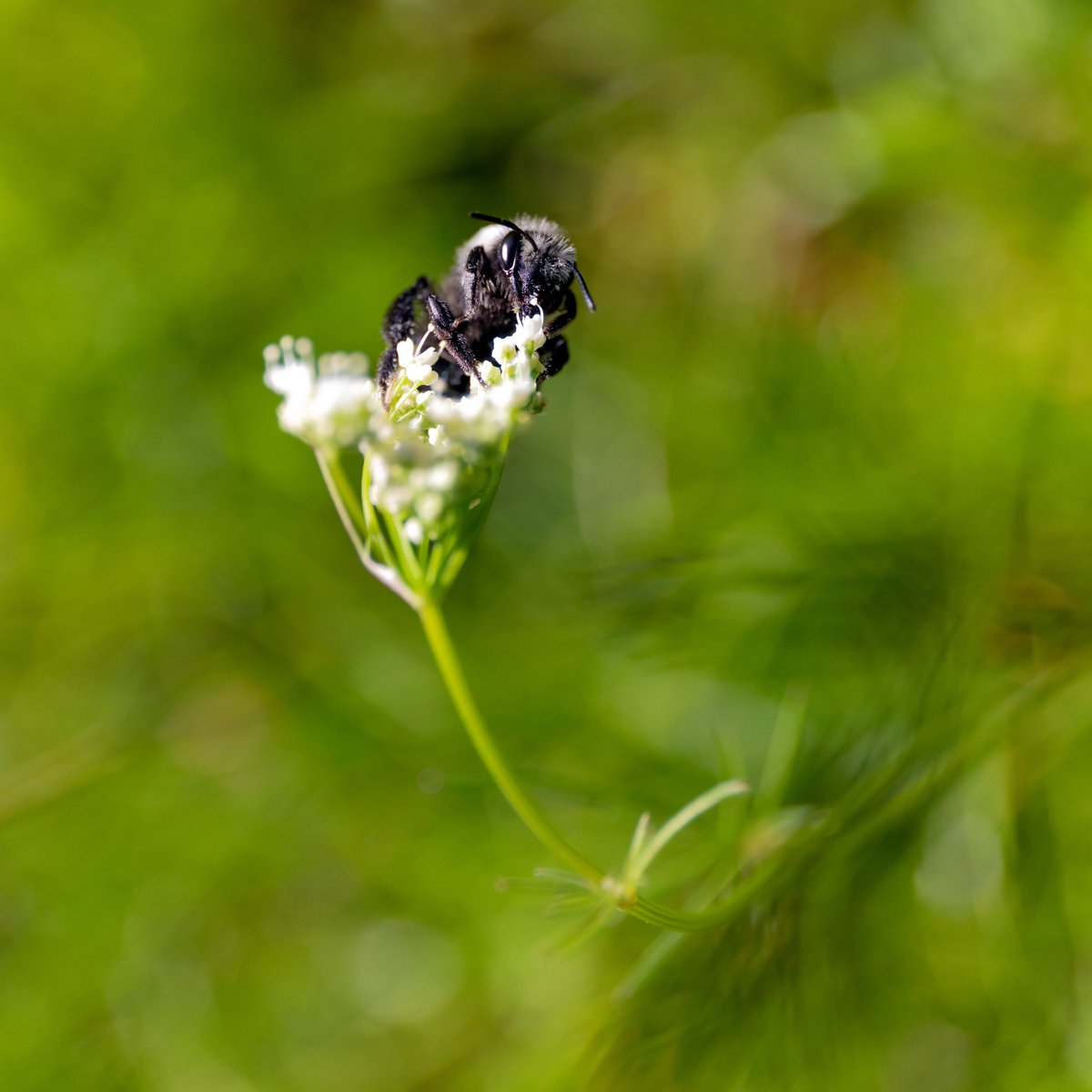 AdamMIbbotson's tweet image. Channelling my inner @juliet_turner6, here is an Ashy Mining Bee, climbing up some Cow Parsley 💮🐝

I have loads of bug photos for some reason... so between that an my stone photos, I&apos;m set for life.

 #insect #bug #nature #photography