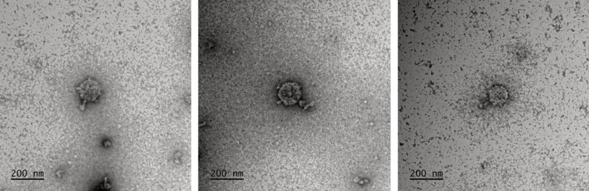 Daniel Chang tweet media