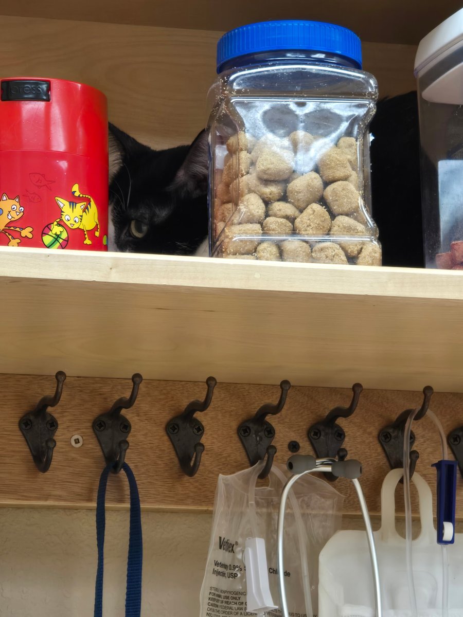 CMBing7's tweet image. My cat at his first vet appt for his ears. He's peeved lol.