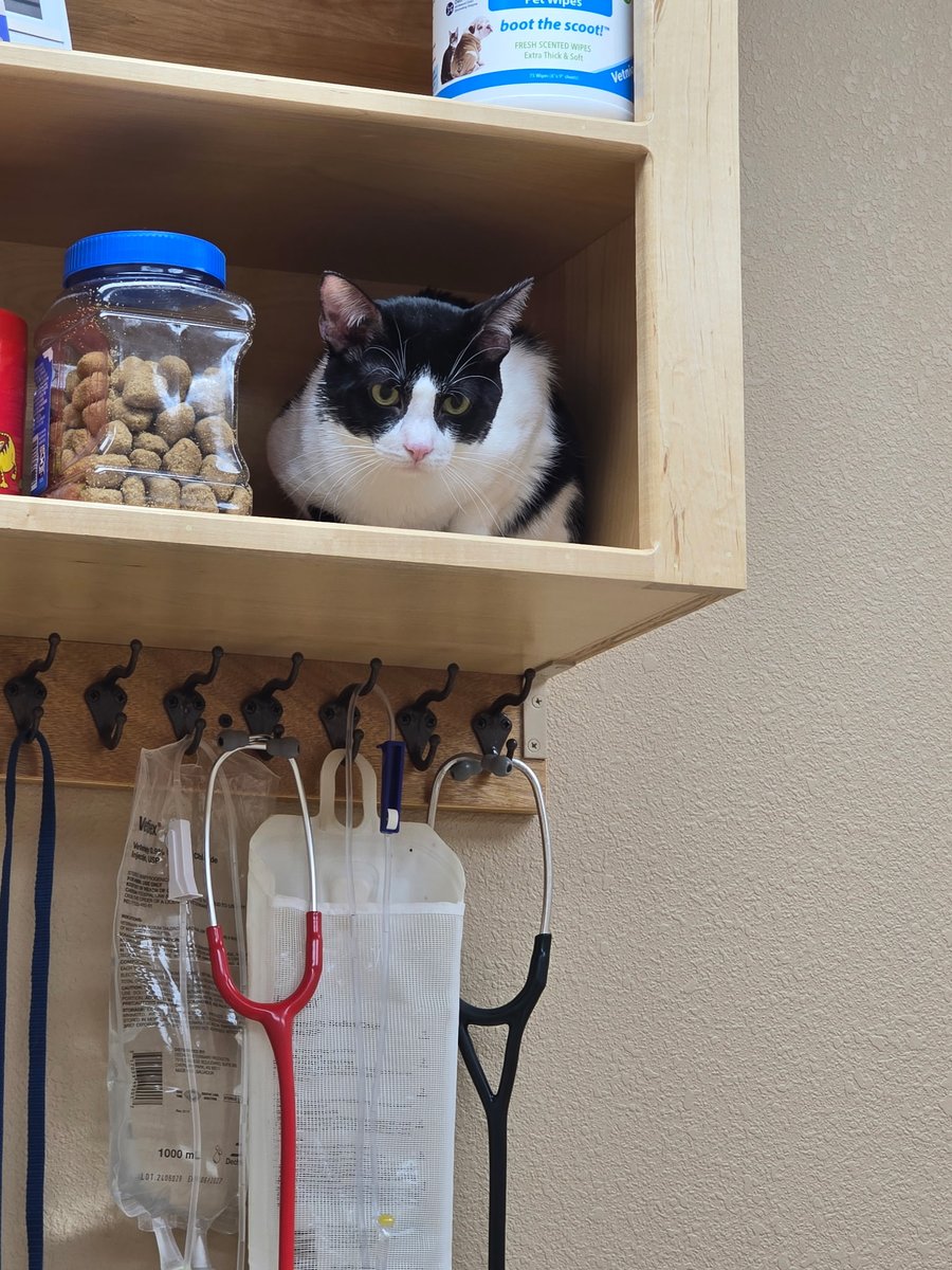 CMBing7's tweet image. My cat at his first vet appt for his ears. He's peeved lol.