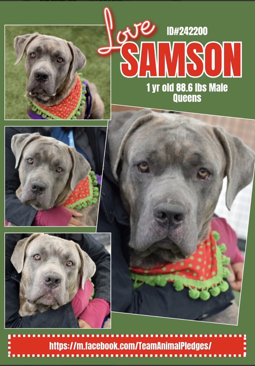 BeeDoDoobieDo's tweet image. #NewDogOnTheBlock
🆕intake 😊SAMSON♥️nycacc.app/browse/242200

🔥Smoldering eyes, looking for trust, love and 
play dates ~ a human he can count on for pets, walks, 
attention when he craves it.  Someone to scratch his itch🫳🏼
Let it be YOU🫵🏼Let it be NOW💥Let it be LOVE♥️
#Adopt…