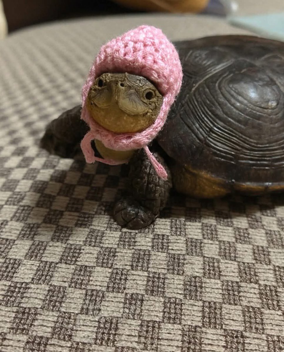 When you let grandma babysit your turtle
