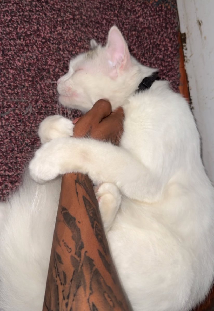 axbixh's tweet image. Bro likes to hold my hand while getting chin scratches