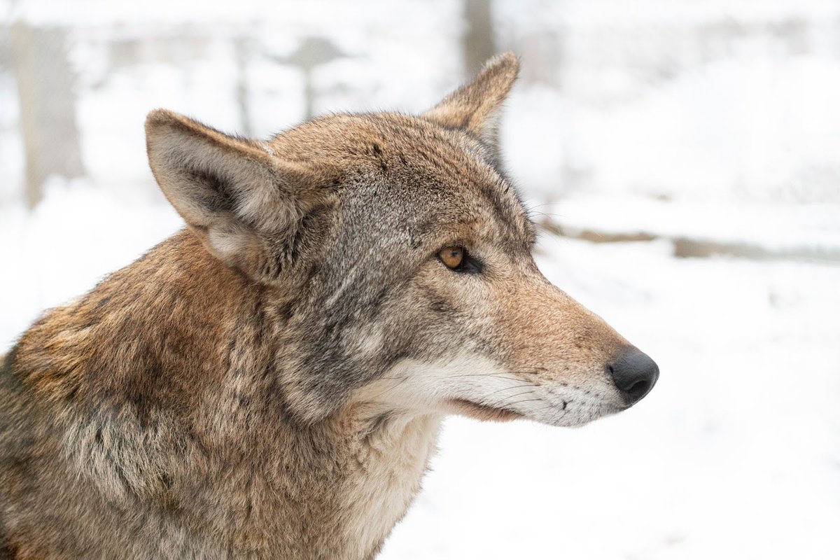 Happy Wishlist Wednesday!

During fall and winter, our Animal Care Team completes annual exams for the wolves in our care. We go through many exam gloves during this time!

Please help out our team by donating a box today: 
amazon.com/registries/gl/…