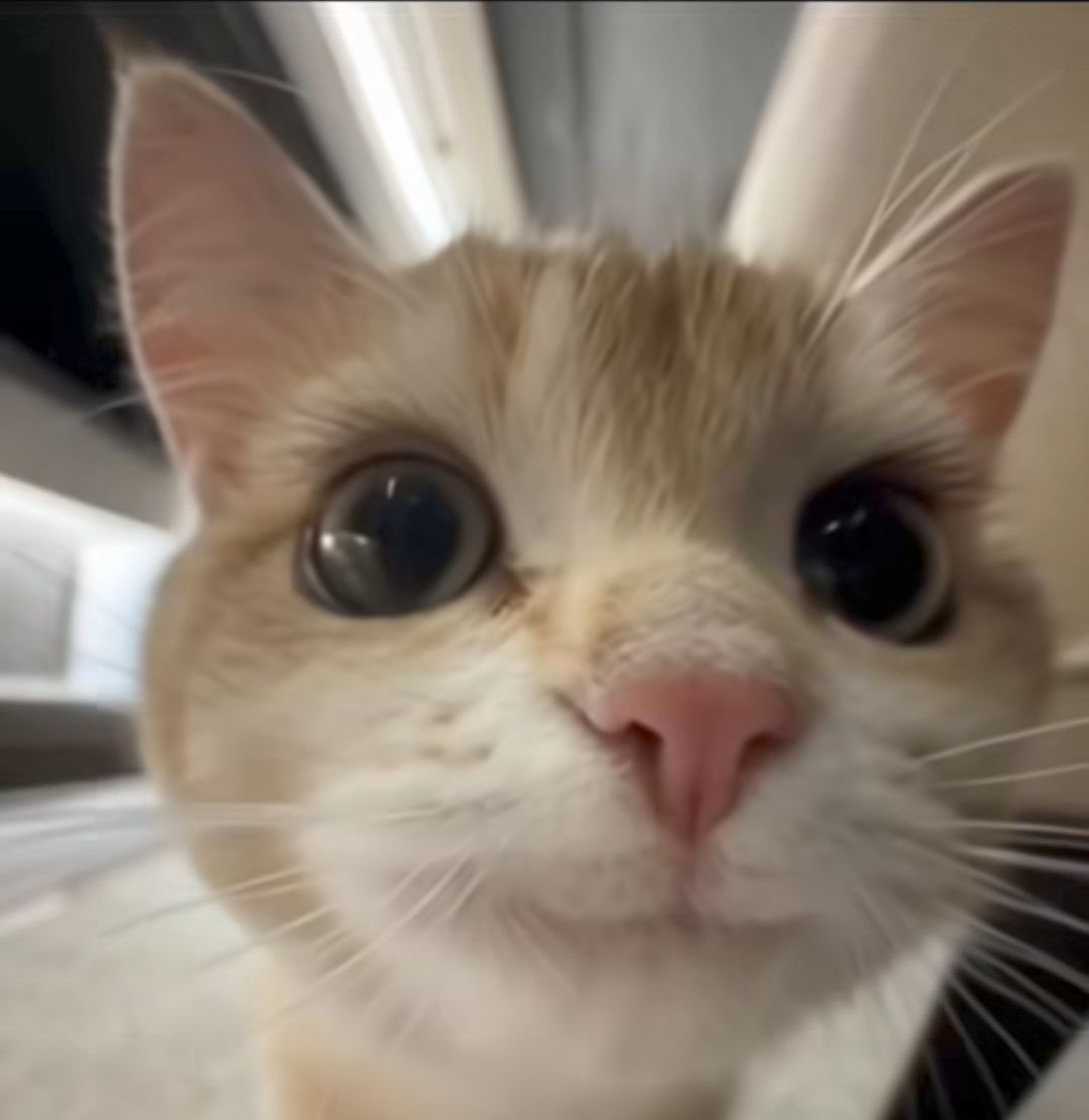 ฮ้าท ฮ้าท ฮ้าท ฮ้าท