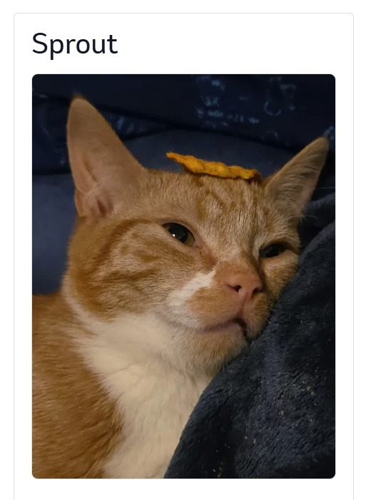 Lolol I forgot I made Sprout's microchip picture this one with a Dorito on his head