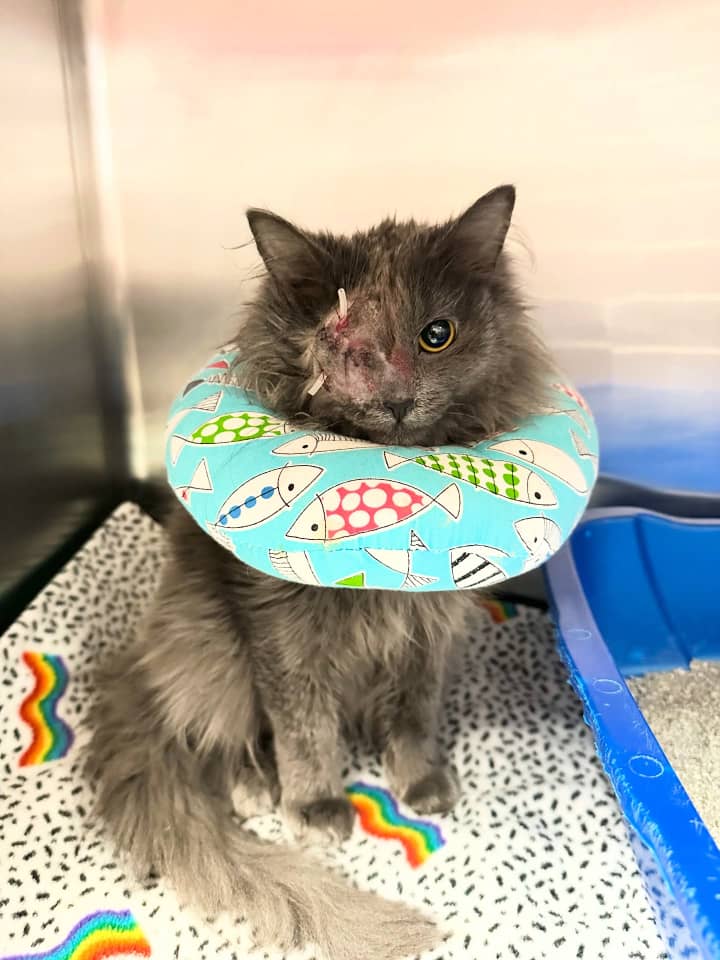 ‼️UPDATE 😭💔NOT EVEN HALF WAS RAISED🆘
Poor Mr. Murph had to get a drain surgically inserted today but that should help him get one step closer to healing. He’s now at work with foster mama relaxing and getting extra treats and snuggles.

💲Fundraiser Link Inbio Please donate 🙏