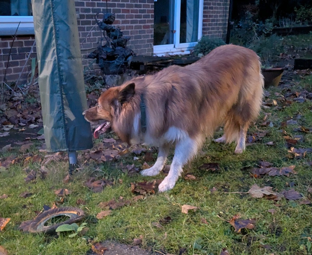CamasTheCollie's tweet image. Sssshhh. I am still technically on lead work only, but Fiona has snuck into the garden with me for a nice 'gentle' game of frisbee. If we don't make eye contact it can't be happening. 🐾🐾🏡🔘🤫
#BorderCollie
#GardenGames
#Frisbee
#WontLookWednesday