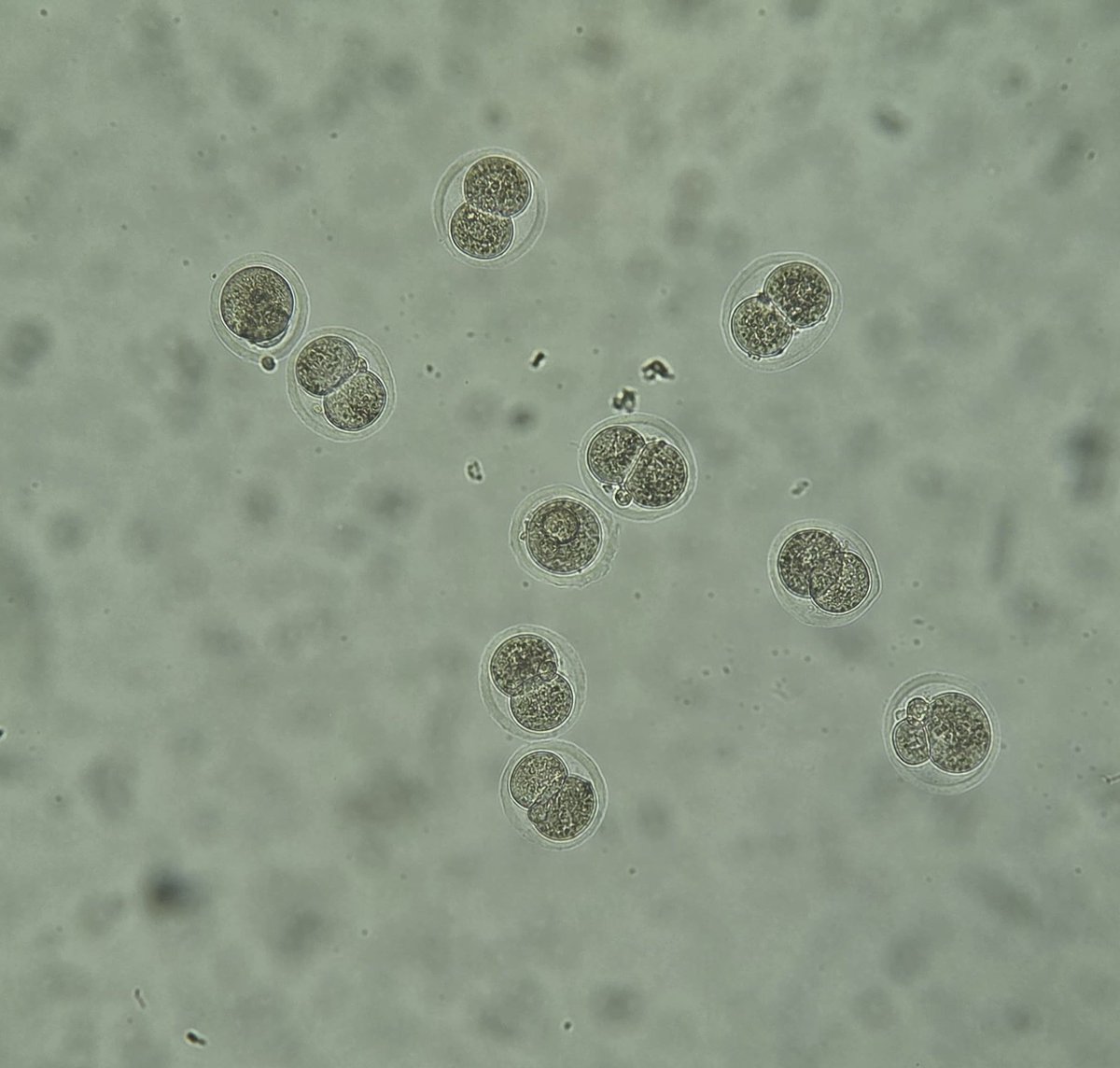 Josie Zayner tweet media