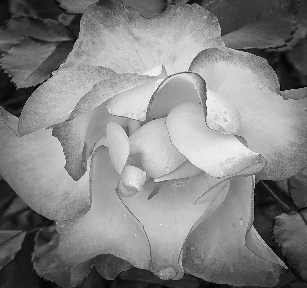fiferfindsit's tweet photo. Black and white mood.

#photography #blackandwhite #blackandwhitephotography #roses #nature #kfiferphotography https://t.co/glZMTA9l86