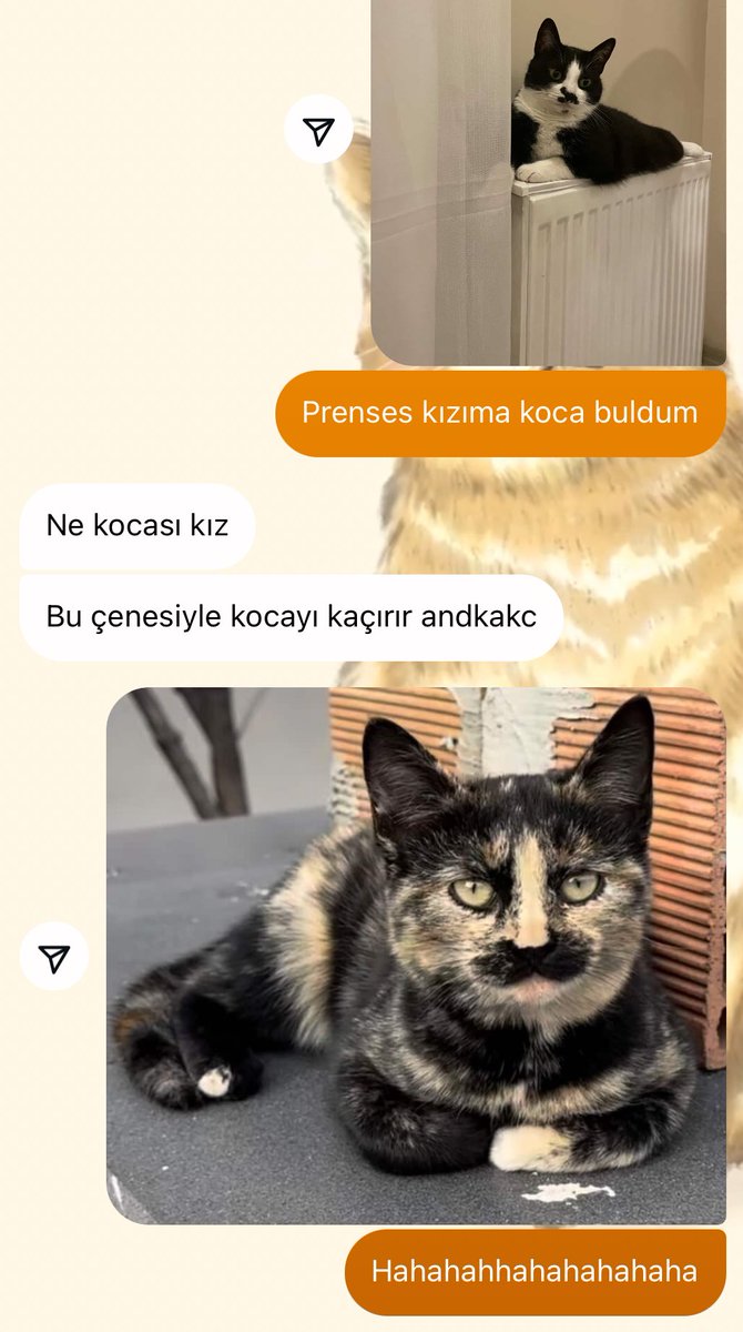 Verdimmmm gittii dkdkdkdkk