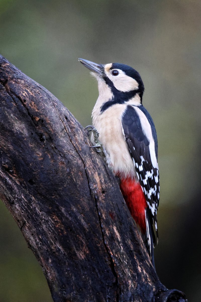 Female Great Spotted Woodpecker (Dendrocopos major) takes my "Bird on a Stick" spot today