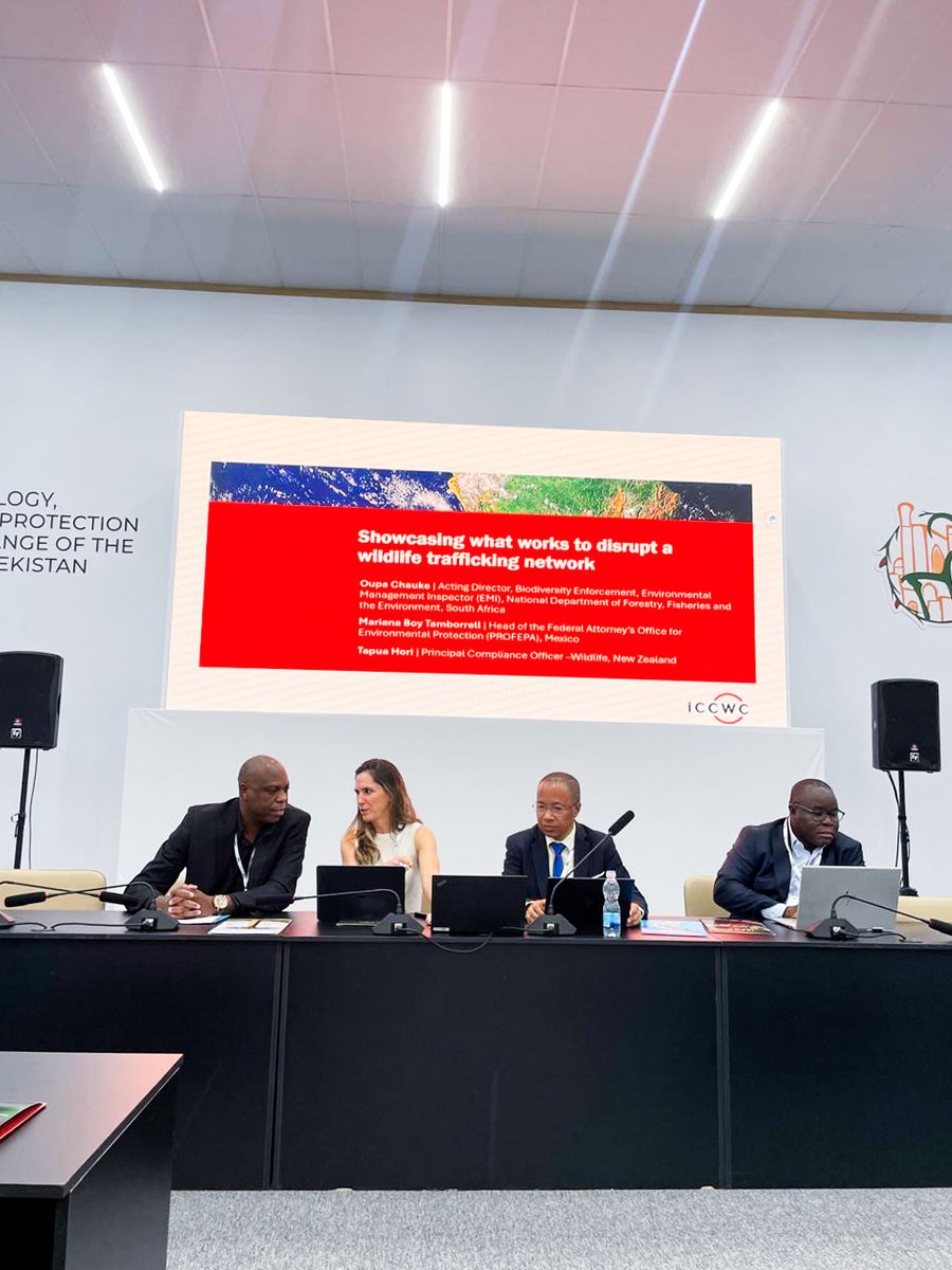 PROFEPA_Mx's tweet image. En el marco de la #CITES2025, la Procuradora @mariana_boy expuso el caso del traficante Gustavo “N”, arrestado en mayo pasado cuando intentaba sacar de México 299 ejemplares de reptiles y anfibios, algunos de ellos de especies protegidas. 
Durante su participación, la Procuradora…