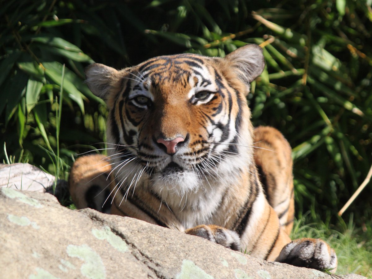 FresnoZoo's tweet image. Batari was camera ready 😜 

📸: ZCS Courtney