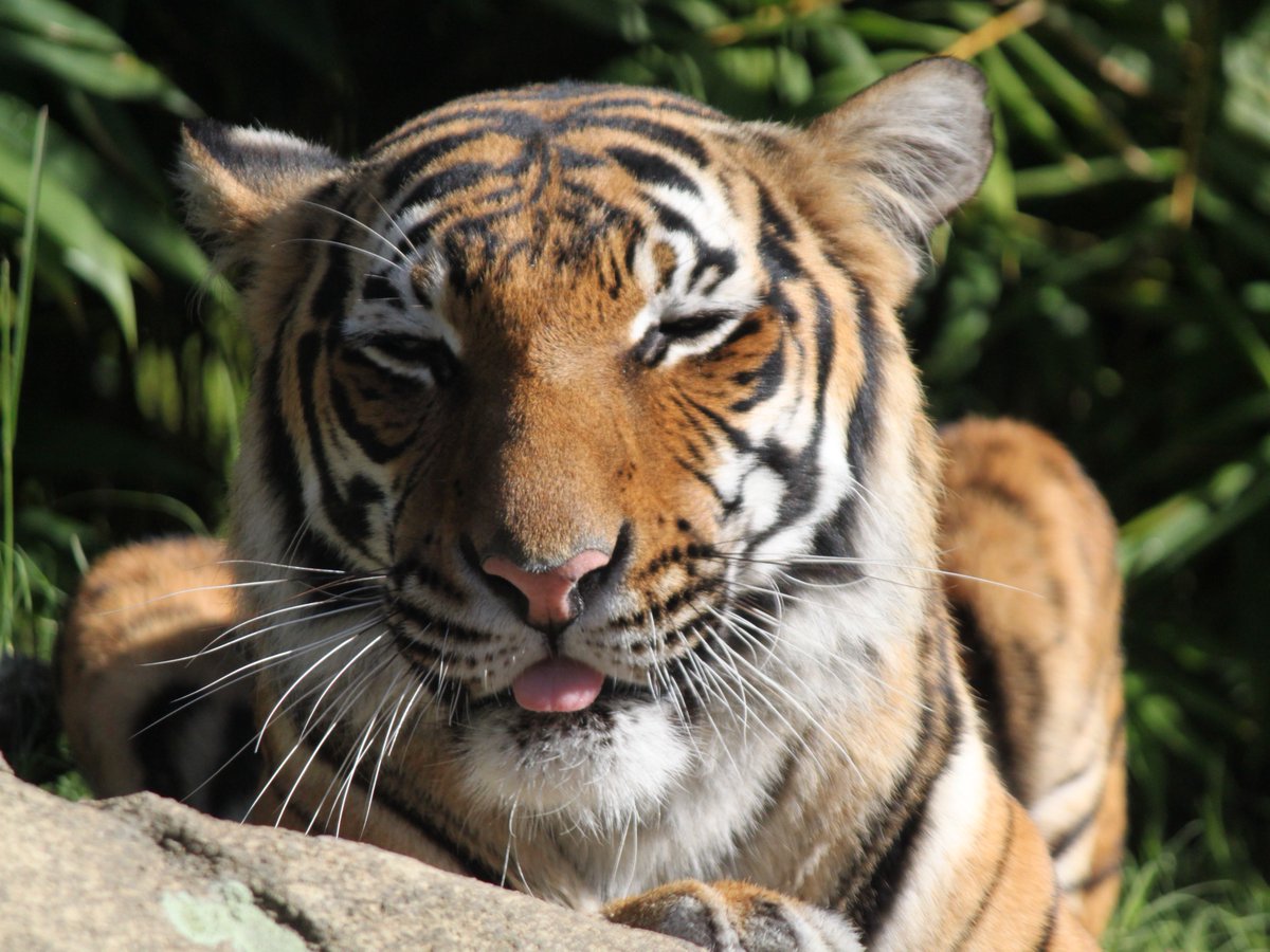 FresnoZoo's tweet image. Batari was camera ready 😜 

📸: ZCS Courtney