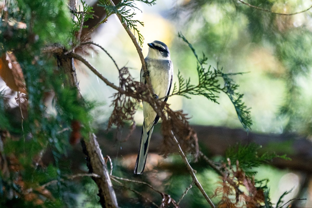 けっこう入ってきているみたいですね。
#リュウキュウサンショウクイ #野鳥撮影