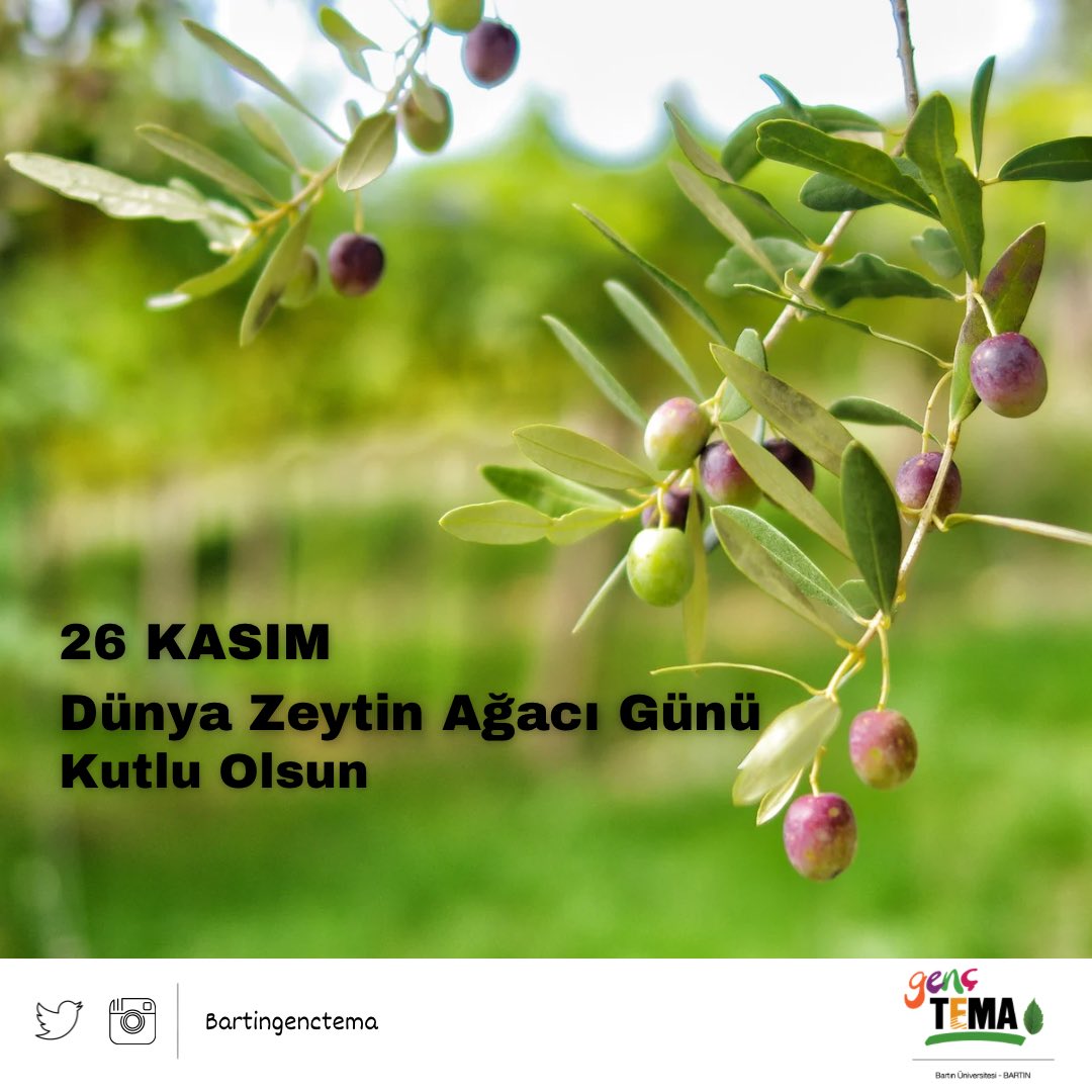 🌿 Antik çağlardan bu yana barışın ve bereketin simgesi olan zeytin, kültürel mirasımızın ve doğamızın en kıymetli parçalarından biri.

TEMA Vakfı olarak zeytin ağaçlarını korumanın; toprağımızı, gıdamızı ve kültürümüzü korumak olduğunu bir kez daha hatırlatıyoruz. 🌿
#temavakfı