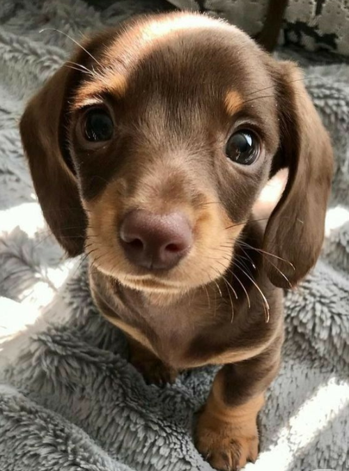 BestinDogs's tweet photo. Give her a chocolate name🤎 https://t.co/zxF5Jj4YXx