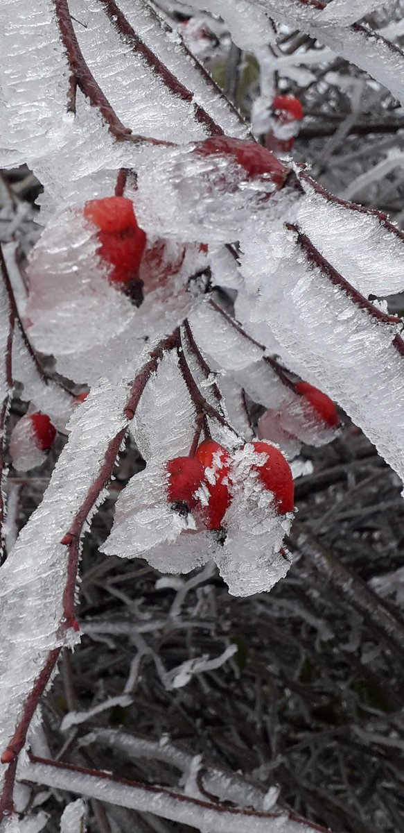 MarcelaKovov4's tweet image. Pomíjivost... ❄️