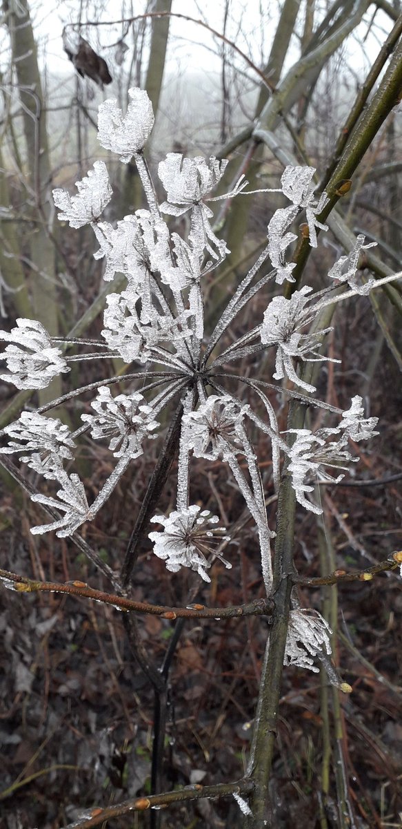 MarcelaKovov4's tweet image. Pomíjivost... ❄️