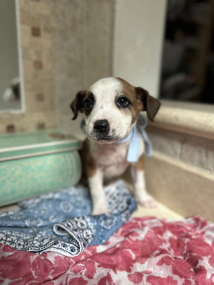 Alguien puede ayudarme dándole hogar temporal a Alquimia solo dos semanas? Ya está desparasitada, se ve mucho mejor, mueve mucho la colita y es muy muy preciosa

Solo es hasta el 15 de diciembre 

Es muy pequeña. Cabe en dos manos.