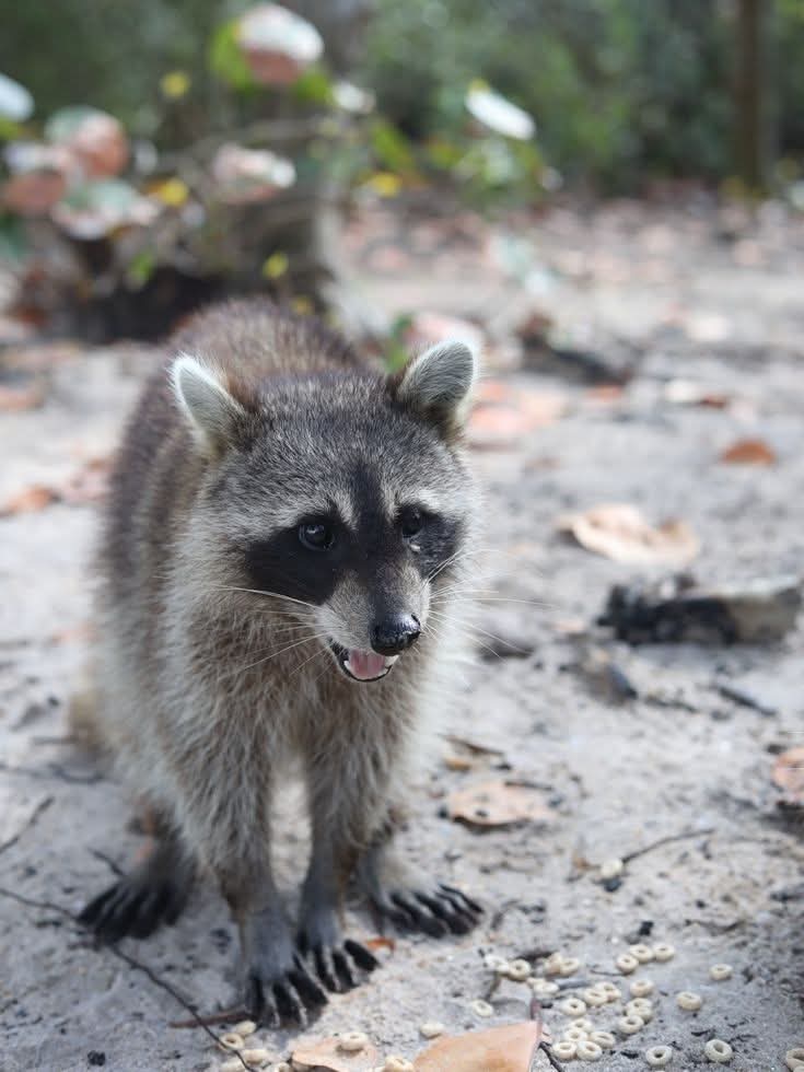 DerekPa30582481's tweet image. 