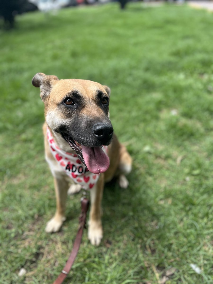 HELA_MORE's tweet photo. Ella es Mila, una perrita rescatada… de esas que casi nadie voltea a ver cuando llega el momento de adoptar.
De esas perritas a las que sí les dicen: “qué bonita eres”, pero luego escuchan el inevitable “no puedo llevarte a casa”.
De esas con tan bajas probabilidades, que pareciera que su destino es seguir esperando.

¿Y por qué?
No lo sabemos con certeza… quizá porque es talla grande, quizá porque es mestiza, quizá porque es tímida.
Pero nada de eso define el amor que guarda adentro.

Mila lleva más de 3 años esperando.
Su vida se está yendo entre días iguales, mirando cómo otros se van a casa mientras ella nunca ha tenido una familia.

Si algún día te preguntas qué es un milagro… para Mila sería que alguien, por fin, la eligiera. 🫶🐾

#AdoptaUnPerrito
#BuscandoHogar
#PerritoEnAdopción
#AdopcionesResponsables
#AdopcionesCDMX