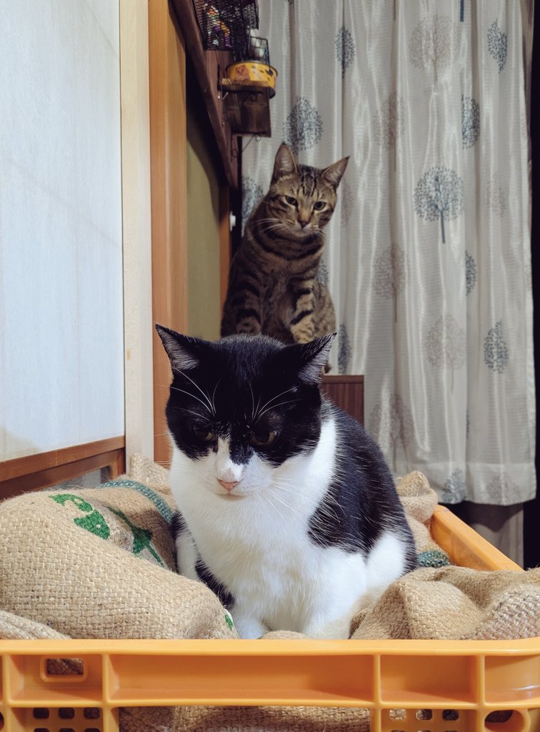NERUcat_cat's tweet photo. 😼ぼくの為のベッドなのに...おにぎりオバチャンがつかってる😠

🍙なんだか、若者に見られてるワ/// https://t.co/WBjQq7PMTO