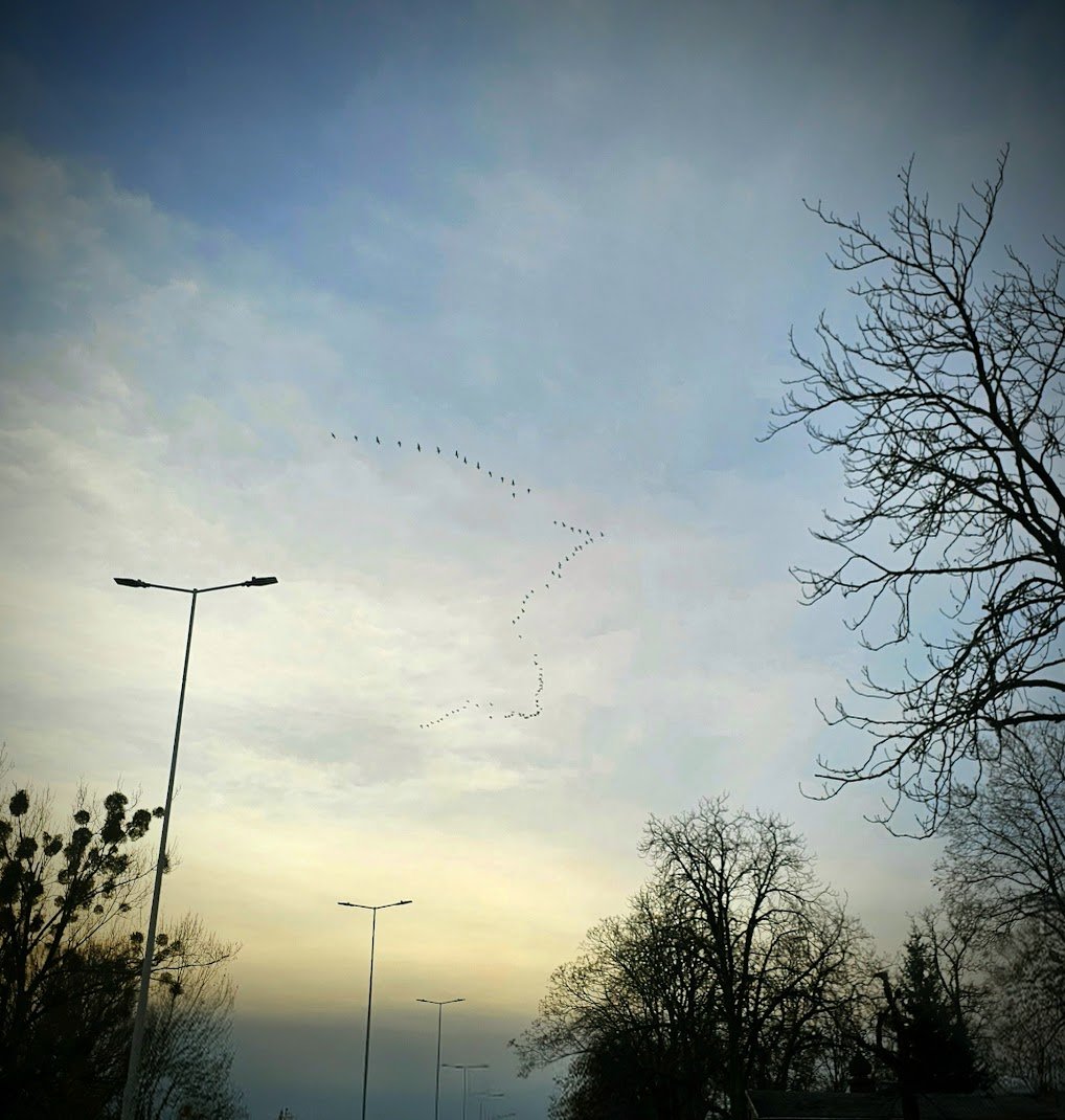 DorothyOstra's tweet image. Escaping Winter ▪️▪️▪️
#ShotOfTheDay #photooftheday #picoftheday #fotoshot #nofilter #photographylovers #ThePhotoHour #GoldenHour #Autumn