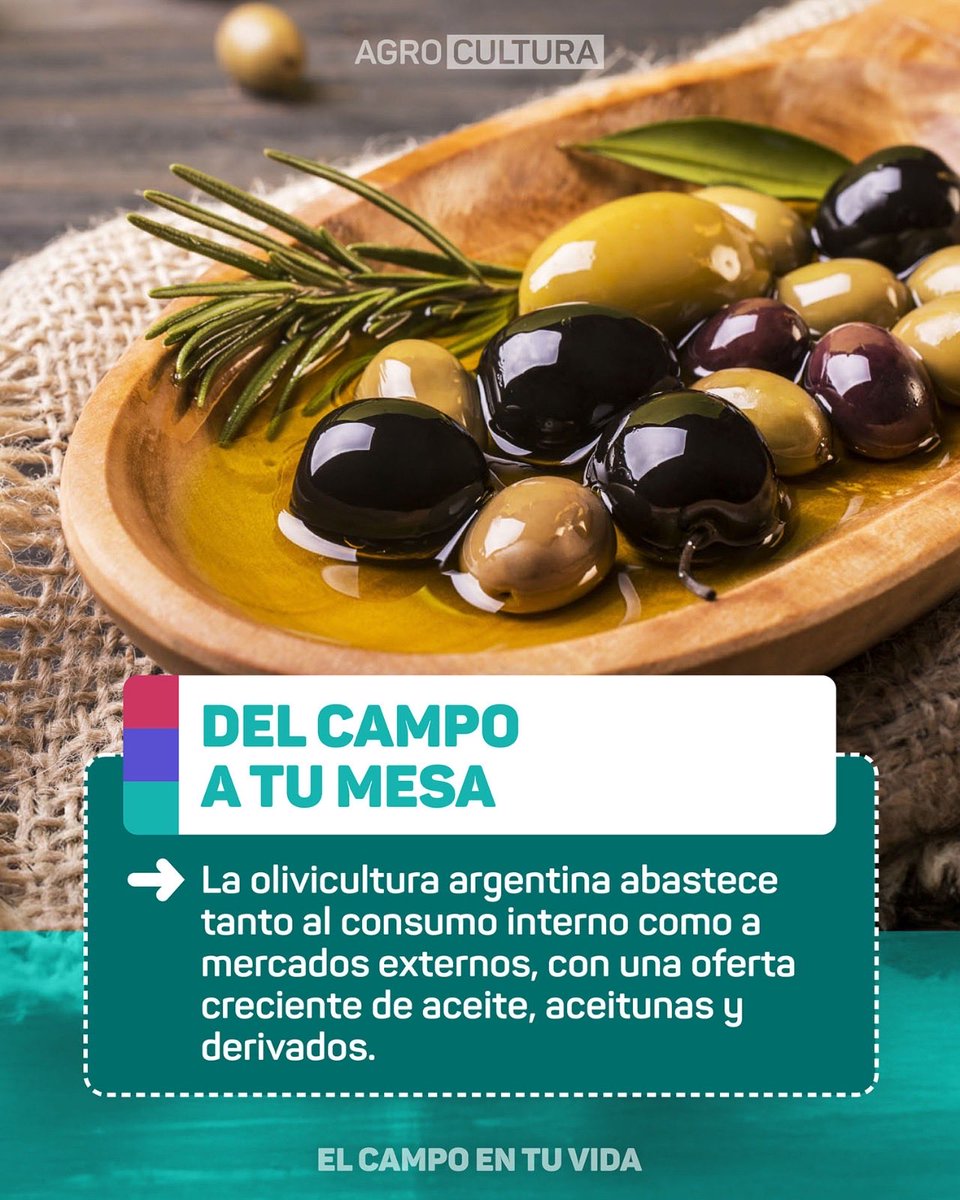 Hoy celebramos el Día del Olivo 🌿✨
Un árbol milenario, un fruto lleno de posibilidades y una producción que sigue creciendo en Argentina.
Desde su historia hasta el aceite que llega a tu mesa, un recorrido por el legado vivo de un cultivo que combina tradición e innovación.