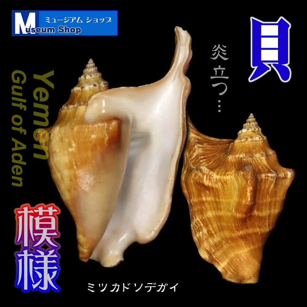 shop_museum's tweet image. #美しい貝 #Shells 
ミツカドソデガイ　Strombus tricornia
#イエメン アデン湾、13.5cm #Yemen 

アラビア半島とアフリカ大陸に挟まれた海
イエメンですかあ～…どんな海岸なのか見てみたいけど…😅　外務省は許してくれない場所。
tmshop24.web.fc2.com/dobutsu/kai/ma…
#ミュージアムショップ #MuseumShop