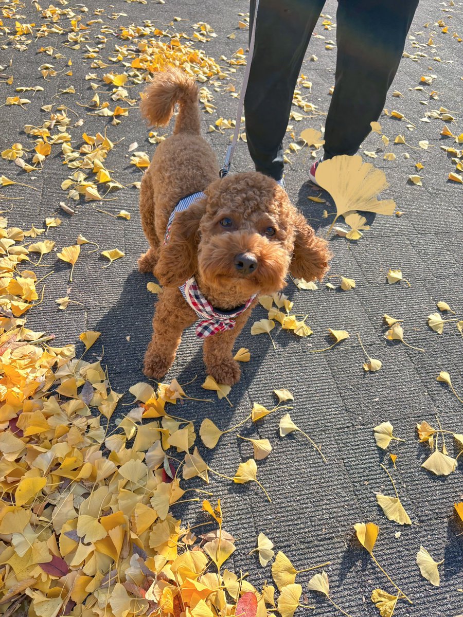 teriyaki_pon's tweet image. もう秋も終わっちゃうねぇ🍂