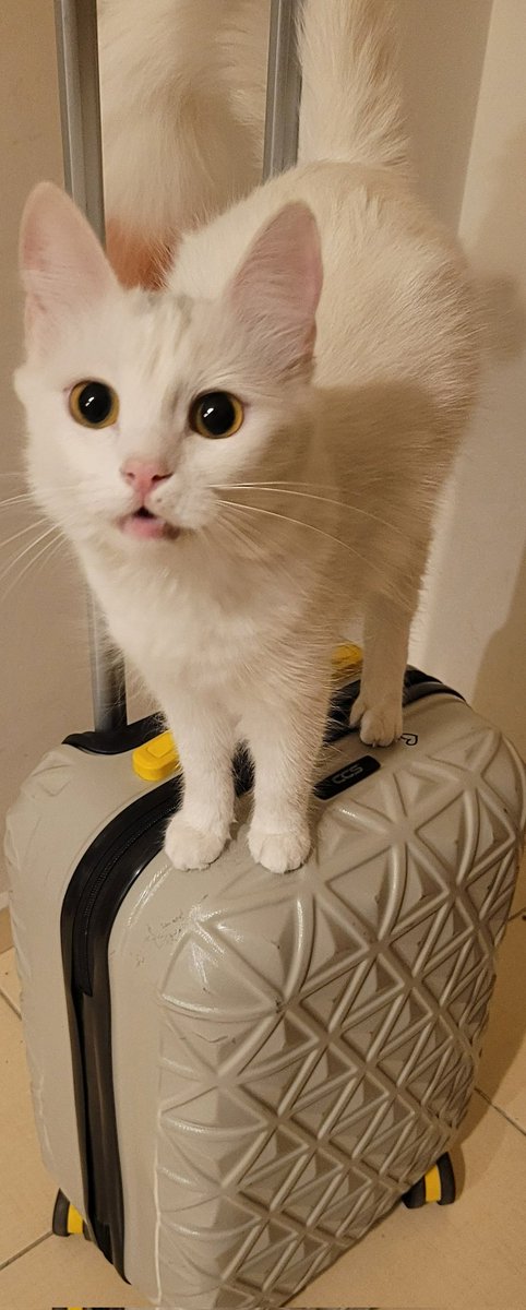 Gümrük muhafaza memuru Beyaz 🐾  #yolculuk #kedi #antalya #beyaz