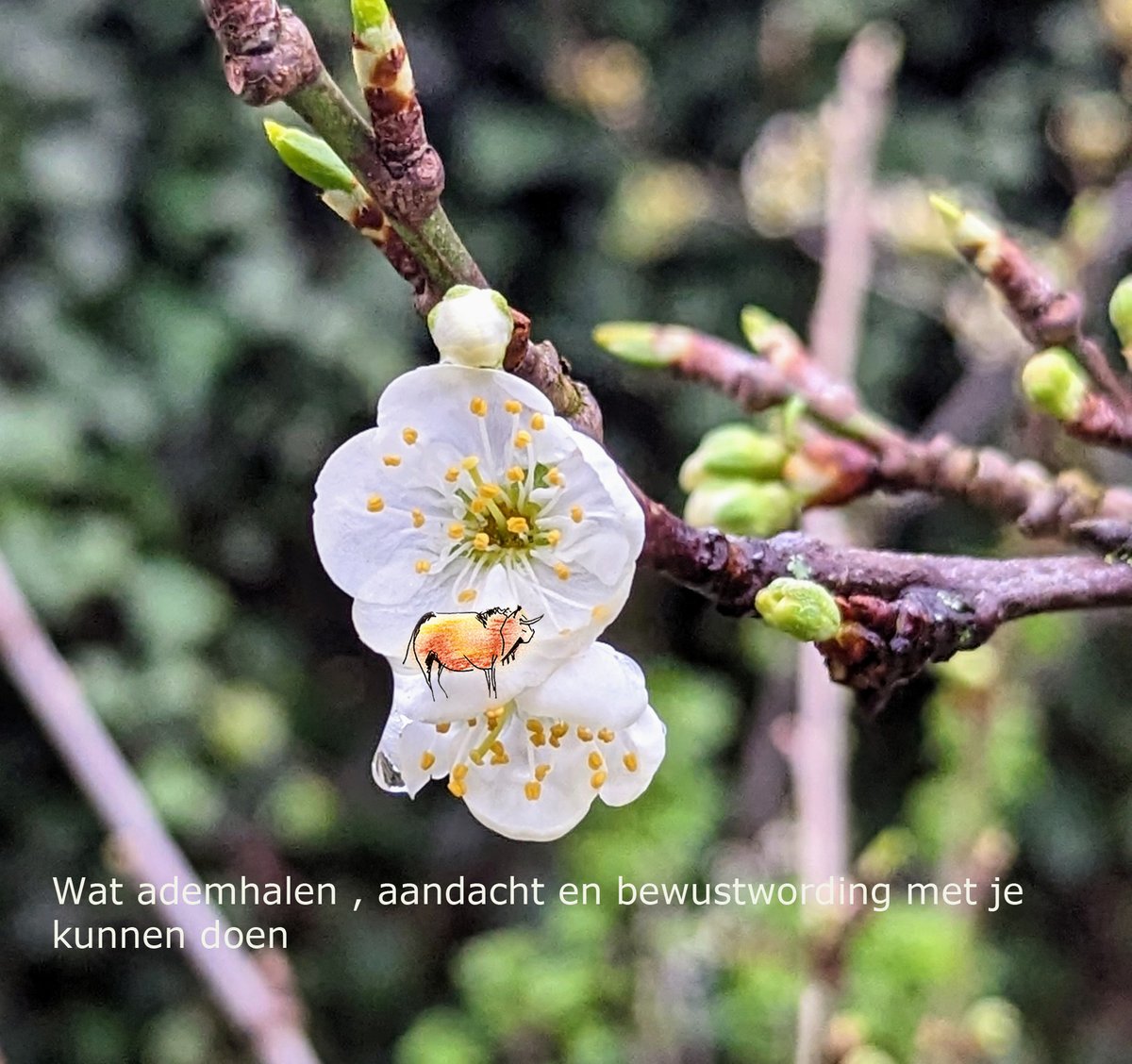 Ontspanningstraining tweet media