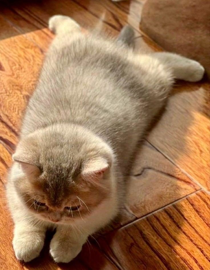 splooting