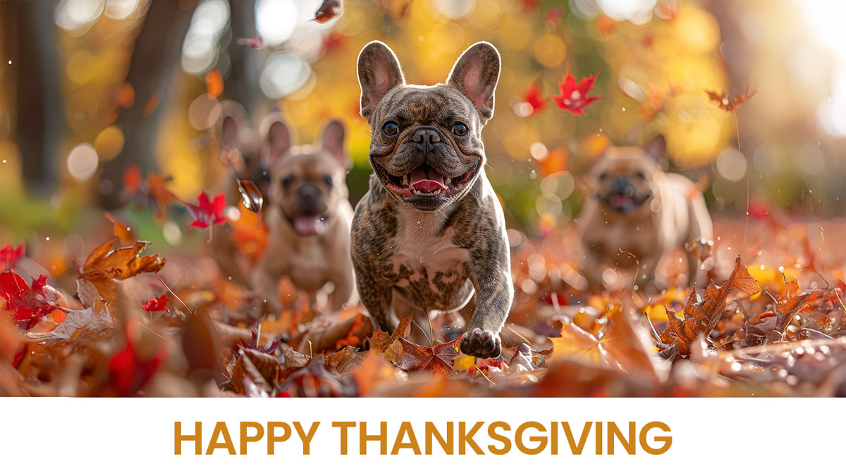 Grateful for happy dogs, crisp fall days, and everyone who helps keep our communities safe—above and below ground.
Happy Thanksgiving from all of us at Alabama 811. 
#Thanksgiving #Alabama811 #Gratitude