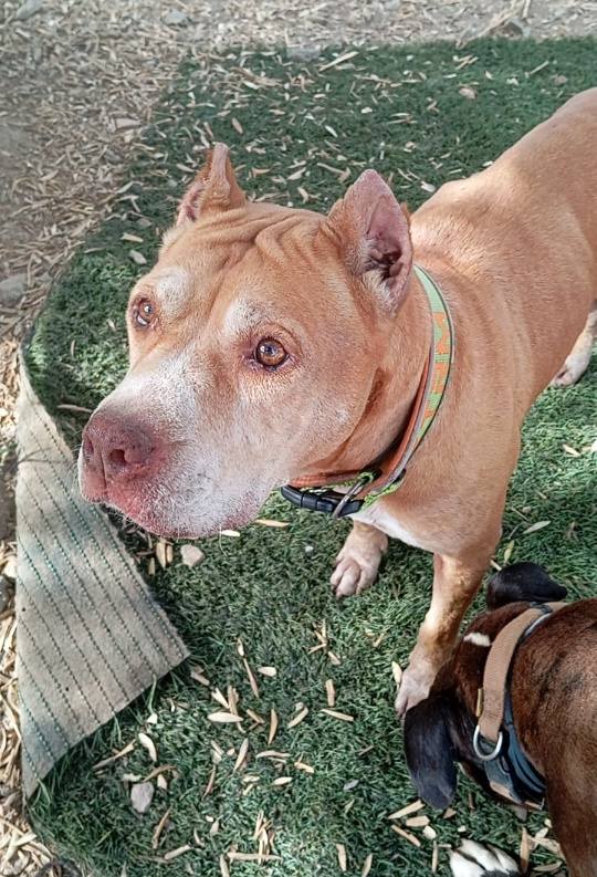 SosAbuelos1's tweet image. #Málaga
Ella es #NALA, tiene 9 años y fue rescatada de una perrera. 
La pobre, nunca tuvo familia.

Es un encanto de abuela; cariñosa, tranquila y su relación con otros perretes es muy buena.
Ella solo sabe dar cariño, mucho más del que recibe...

Está castrada, vacunada y su…