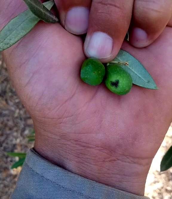 Monitoreo de atracnosis en el #diamundialdelolivo . Etapa de endurecimiento de carozo.