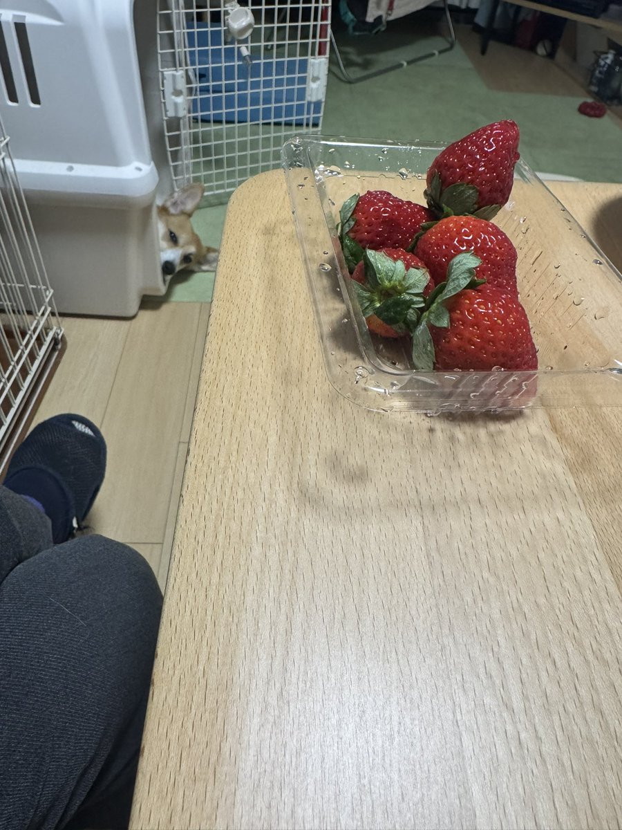 Nabi_and_Aru's tweet image. イチゴいいなぁ #コーギー #corgi