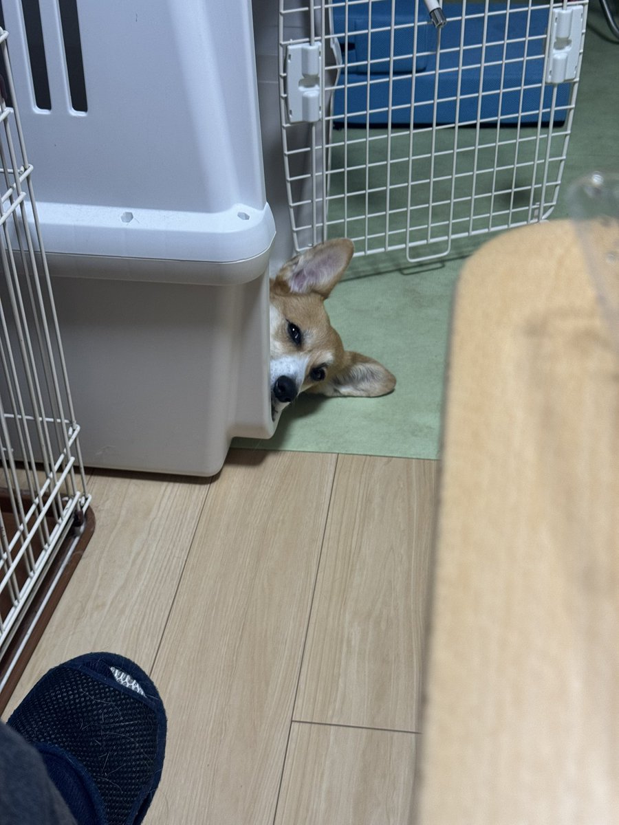 Nabi_and_Aru's tweet image. イチゴいいなぁ #コーギー #corgi