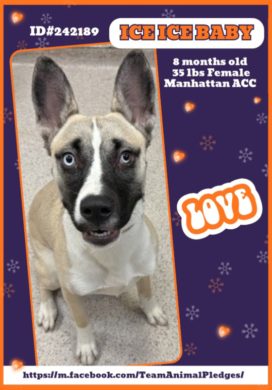 NMBewitched's tweet image. Ice Ice Baby🎶😍
#NewDogontheBlock 
nycacc.app/#/browse/242189 
#AdoptMe  

This is simple 
Ice is a PuppyLove 
She can be anything you want her to be

Yo VIP, let&apos;s kick it
Ice, ice baby
Ice, ice baby

Look at that smile 
If you like fun, training &amp;amp; want a dog of a lifetime, it is…