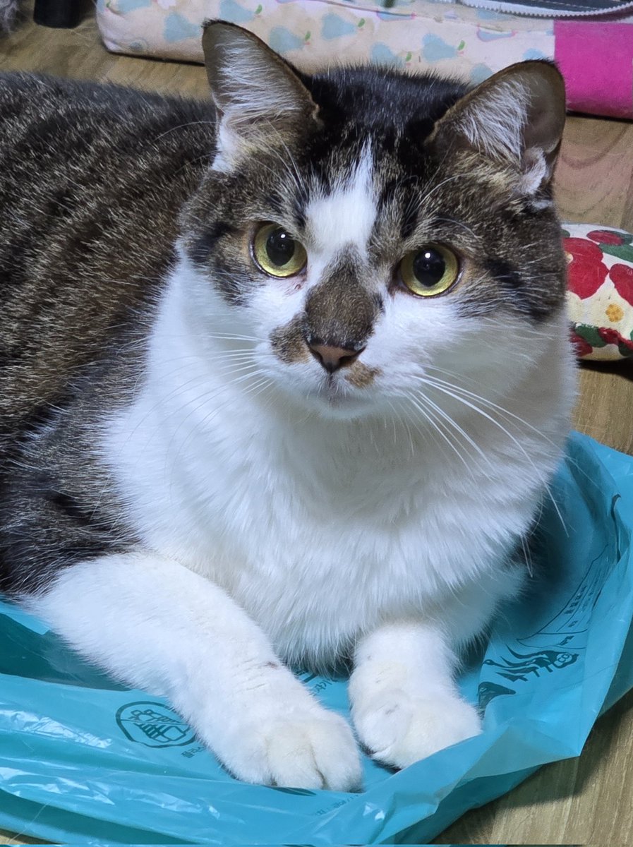 비록 쓰레기봉지 애호가지만 매우 잘생김