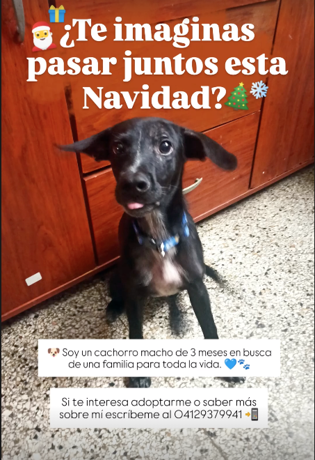LuisanaRizza's tweet photo. Por fis, si saben de alguien que quiera adoptar a este peludito sería hermoso. https://t.co/1aeHcWsolf